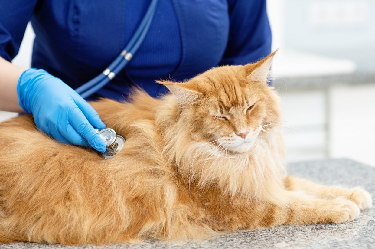 العلاقة بين السرطان والقطط: الأسباب ونصائح الوقاية